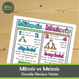 Mitosis vs Meiosis Doodle Sheet Visual Notes Worksheet Cel