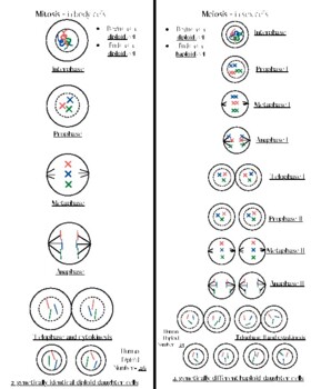 stages of mitosis and meiosis diagrams