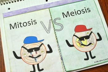 meiosis flipbook pdf