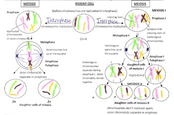 Preview of Mitosis vs. Meiosis Picture-step by step