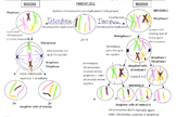 Mitosis vs. Meiosis Picture-step by step