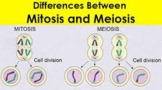 Mitosis vs. Meiosis Simulation: A hands-on Activity for Students
