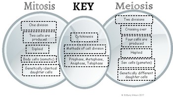 Venn Diagram On Mitosis And Meiosis - Mitosis Meiosis Venn Diagram...