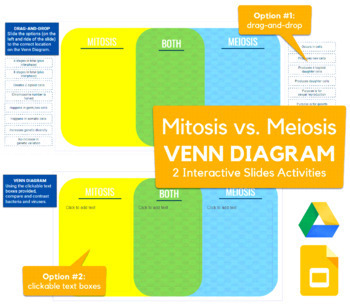Preview of Mitosis vs. Meiosis - drag-and-drop, labeling activity in Slides