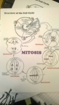Preview of Mitosis work sheet