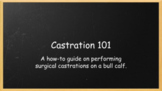 Mock Calf Castration Lab