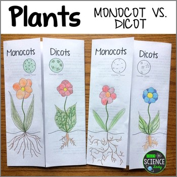 Preview of Monocot vs. Dicot Plants Foldable Activity