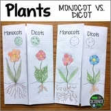 Monocot vs. Dicot Plants Foldable Activity
