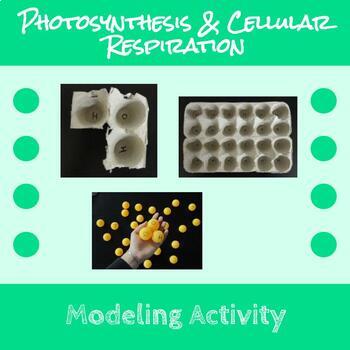Modeling Cellular Respiration Photosynthesis With Egg Cartons Tpt