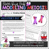 Modeling Meiosis: Love Bug Lab