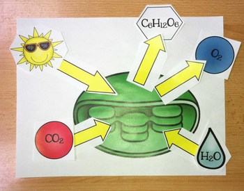 Modeling Photosynthesis A Cut And Paste Model Of Chloroplasts In Action