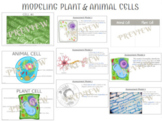 Modeling Plant and Animal Cells