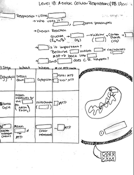 Preview of Modified Aerobic Cellular Respiration PowerNotes (PART 1)