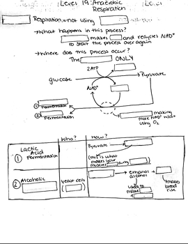 Preview of Modified Anaerobic Cellular Respiration PowerNotes