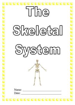 Preview of Modified Anatomy Notes & Test; Skeletal System Unit, Differentiated Special Ed