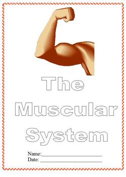 Preview of Modified Anatomy Notes/Questions; Muscular System Unit,Differentiated Special Ed