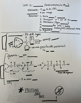 Preview of Modified Protein (Macromolecule) PowerNotes