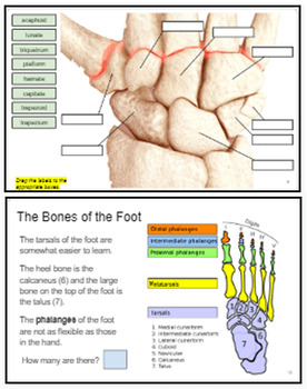 Preview of Module: Learning the Bones of the Hands and Feet