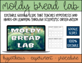 Moldy Bread Experiment | Bacteria Lab