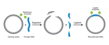 Preview of Molecular Illustration Of Gene Cloning. From Plasmid to Recombinant DNA.