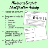 Mollusca Seashell Identification Activity