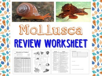 Mollusk Review Worksheet for Biology or Zoology | TpT