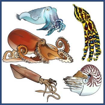 Mollusks Clip Art 34 Realistic Images by UtahRoots | TpT