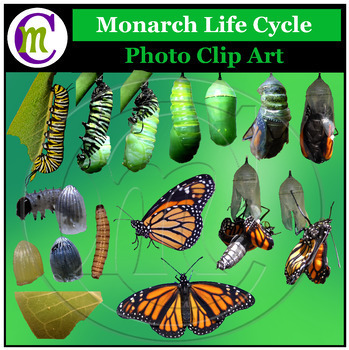 Preview of Monarch Butterfly Clip Art Butterfly Life Cycle Clipart