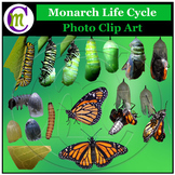 Monarch Butterfly Clip Art Butterfly Life Cycle Clipart