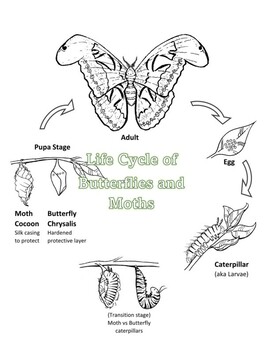 Monarch Butterfly Lesson Plan, butterfly life cycle and anatomy, fun facts