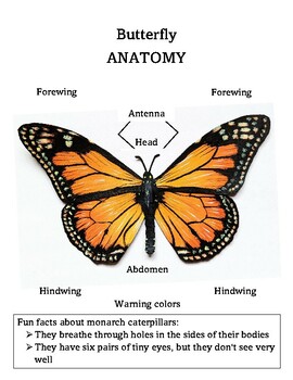 Monarch Butterfly Lesson Plan, butterfly life cycle and anatomy, fun facts