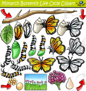 Preview of Monarch Butterfly Life Cycle Clipart
