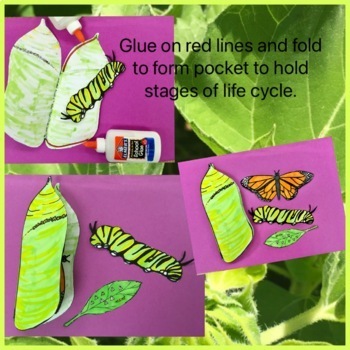 Monarch Butterfly Life Cycle Interactive Craft, Science Activity. No Prep