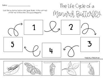 Butterfly Life Cycle Kit Lifestyle Stages Of Monarch - Temu