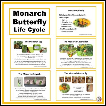 Preview of Monarch Butterfly ... Life Cycle ... Photographs ... SCIENCE FREEBIE