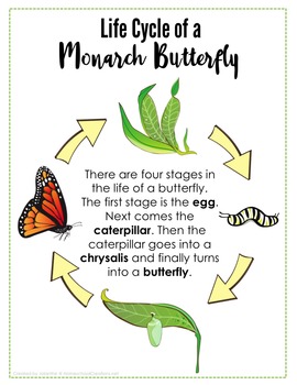 monarch butterfly life cycle printables by homeschool creations tpt