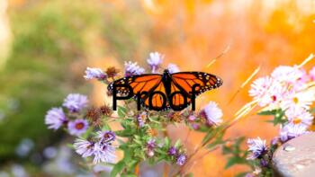 Preview of Monarch Butterfly Stock Photo