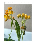 Monarch Caterpillar traveling