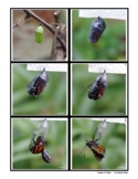 Monarch Chrysalis to Butterfly Photo Cards for Science or 