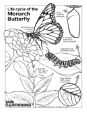 Monarch Life Cycle Coloring Page