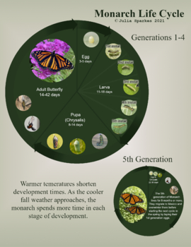 Preview of Monarch Life Cycle Poster - With 5th generation comparison