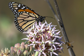 Preview of Monarch butterfly and honeybee at milkweed stock photo