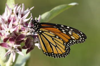 Preview of Monarch butterfly (Danaus plexippus) on Showy Milkweed Powerpoint photo