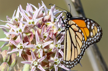 Preview of Powerpoint photo Monarch butterfly (Danaus plexippus) proboscis on Milkweed