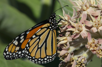 Preview of Monarch butterfly (Danaus plexippus) proboscis visible on Showy Milkweed stock