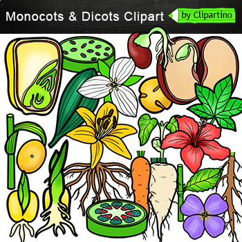 Preview of Science Clip Art Commercial use/ Monocot Dicot Plant Clip Art/ Parts of a Plant