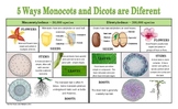 Monocot and Dicot Comparrison Chart