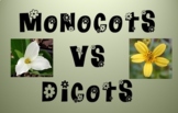 Monocot vs Dicot Power Point (powerpoint)