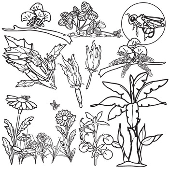 Monoecious - Dioecious - Pollination & Vegetative Propagation Plant ...
