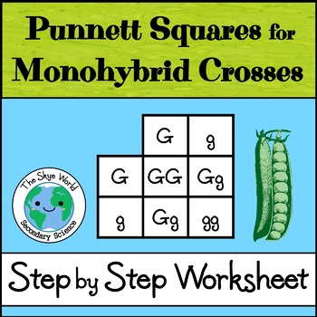 Preview of Punnett Squares for Monohybrid Crosses - Step by Step Worksheet